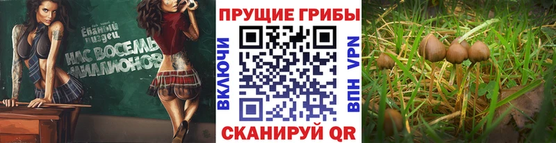 Псилоцибиновые грибы мухоморы  Беломорск 